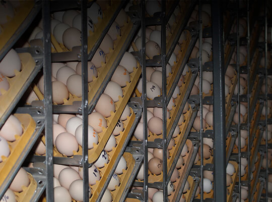 Servicio de incubación de huevos